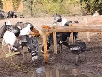 Turkeys — 7-сурет