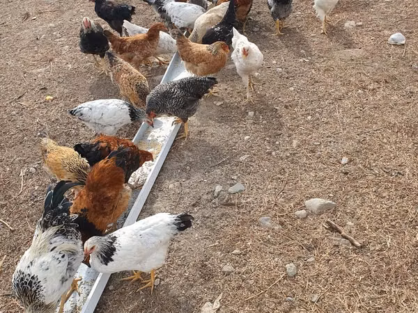 Chickens