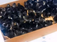 Australorp — Foto 5