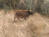 公牛, Cattle — 照片 4