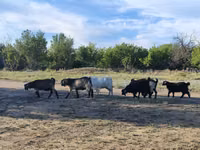 母山羊, Goats — 照片 3