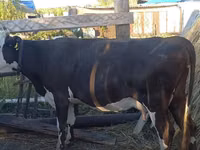 गाय, Latvian Blue cattle — फ़ोटो 2