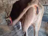 Toro, Ganado vacuno — foto 1