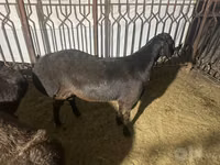 كبش, Rhon sheep — الصورة 2