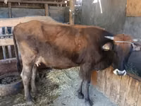 Vaca, Swiss cattle — foto 1