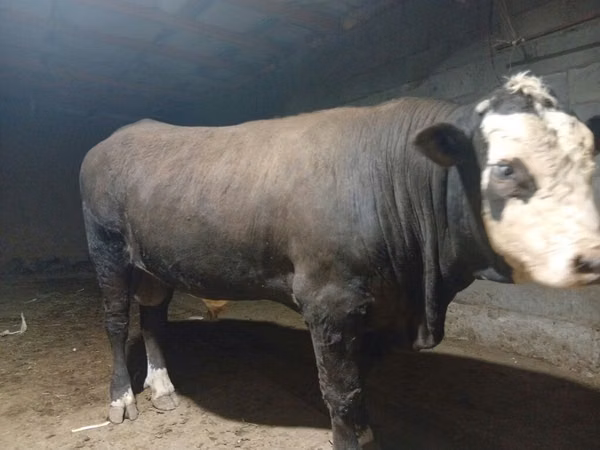 公牛, Swiss cattle — 吉尔吉斯斯坦