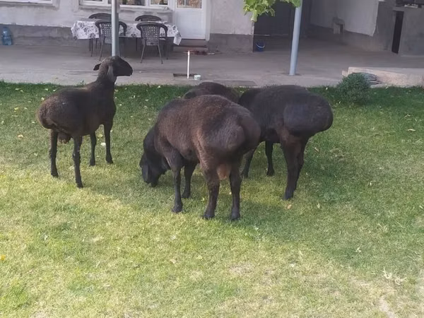 كبش, الأغنام