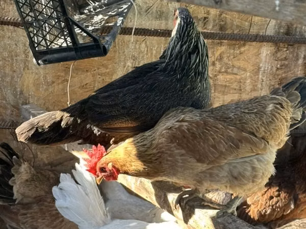 Chickens