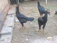 Chickens — Foto 1