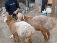 كبش, Arashan sheep — الصورة 2