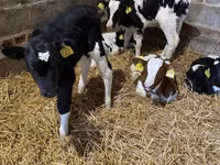 公牛, Russian Black pied cattle — 照片 5