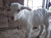 Cabras (lote, sexo no especificado), Saanen goat — foto 4