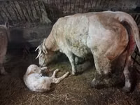 Buqa, Charolais cattle — 6-rasm