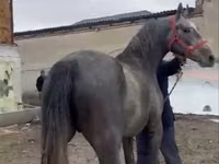 حصان, Orlov Trotter — الصورة 1