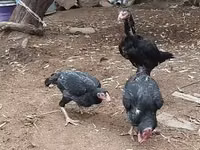 Chickens — الصورة 3