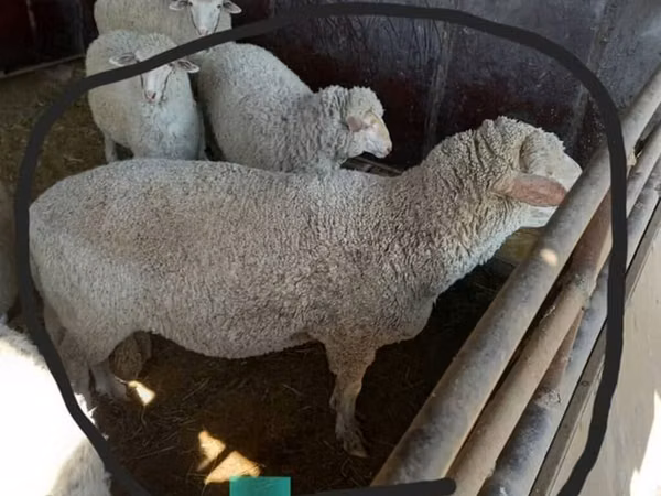 نعجة, Merino sheep