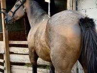 Hengst, French Trotter — Foto 3