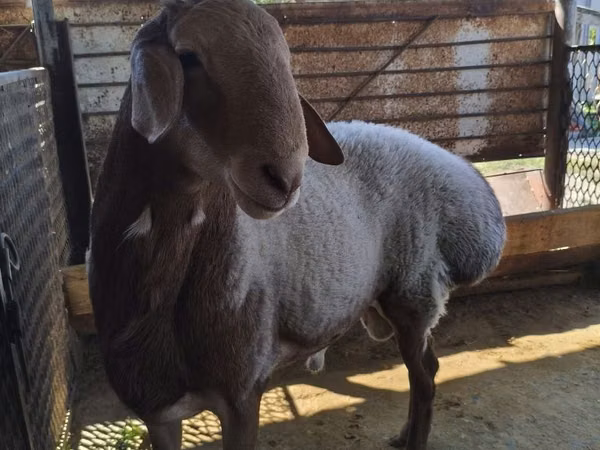 Schaf, Arashan sheep
