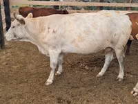 Cow, Swiss cattle — photo 1