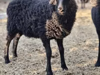 Schaf, Racka sheep — Foto 2