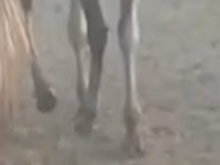 حصان, الخيول — الصورة 2
