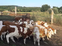 Bulle, Simmental cattle — Foto 4