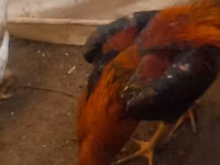 Chickens — foto 3