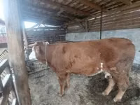 गाय, Simmental cattle — फ़ोटो 5