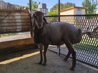 Schaf, Arashan sheep — Foto 3