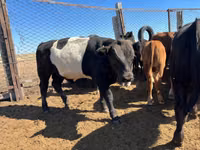 Сиыр, Simmental cattle — 5-сурет