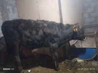 公牛, Aberdeen-Angus — 照片 2