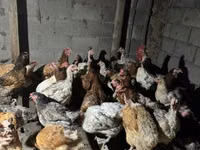 Chickens — Foto 2