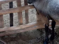 Widder, Romanov sheep — Foto 3