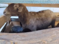Schaf, Arabi sheep — Foto 5