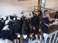 Buqa, Simmental cattle — 3-rasm