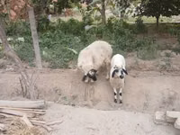 母羊, Sheep — 照片 1