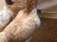 Chickens — foto 2