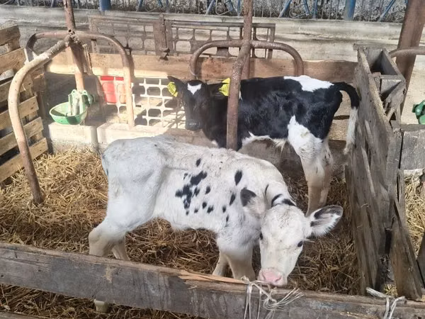 Toro, Raza Holstein