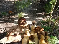 Hausente — Foto 2