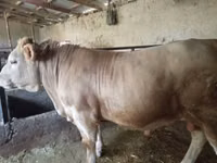 Bulle, Charolais cattle — Foto 1