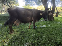 गाय, Swiss cattle — फ़ोटो 4