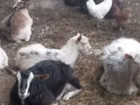 Ziege, Alpine goat — Foto 3