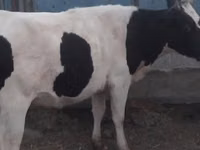 गाय, गोलस्टीन नस्ल — फ़ोटो 4