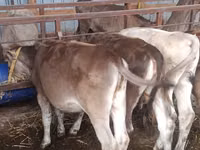 Kuh, Simmental cattle — Foto 6