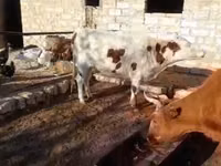 母牛, Latvian Blue cattle — 照片 2