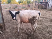 母牛, Cattle — 照片 2