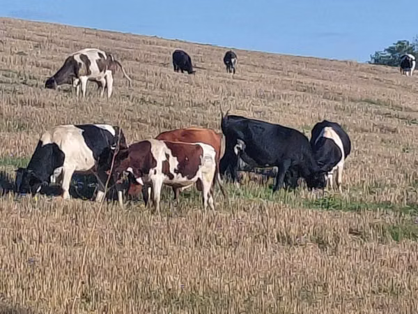 公牛, Holstein breed