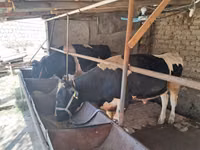 Bull, Russian Black pied cattle — photo 1