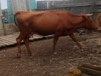 Cow, Cattle — photo 4