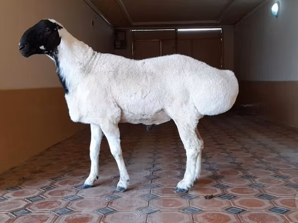 Кочкор, Дорпер кой